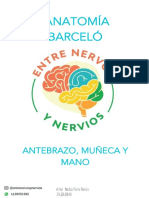 Anatomía Barceló: Antebrazo, Muñeca Y Mano