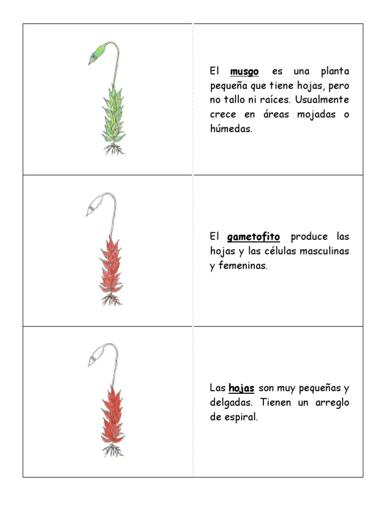Estructura y partes del musgo | PDF