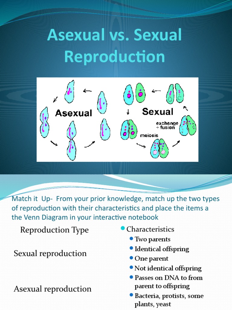 LAS 35 Asexual Vs Sexual Reproduction PowerPoint | PDF | Reproduction ...