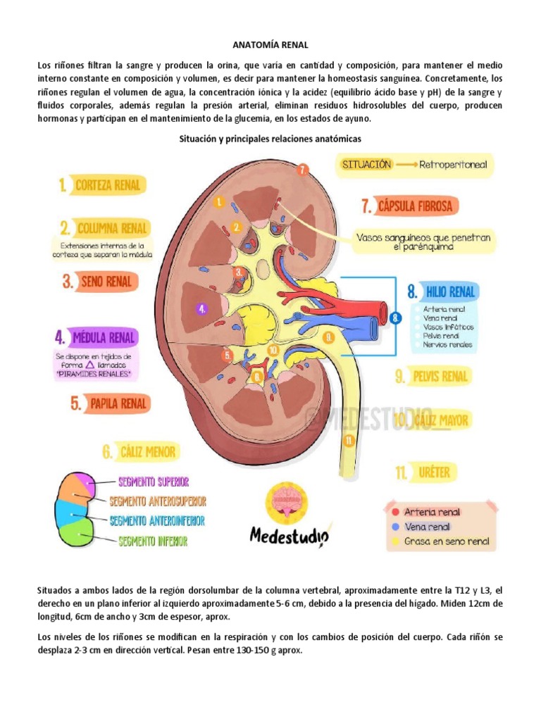Anatomía del Riñón y su Función | PDF | Riñón | Abdomen