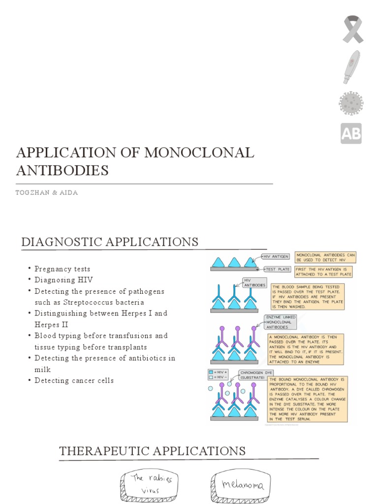 Application of Monoclonal Antibodies: Togzhan & Aida | PDF | Antibody ...