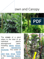 Tree Canopy TM3 Dendrologi