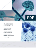 Aspergillus Gori Cristina-TMAP-191