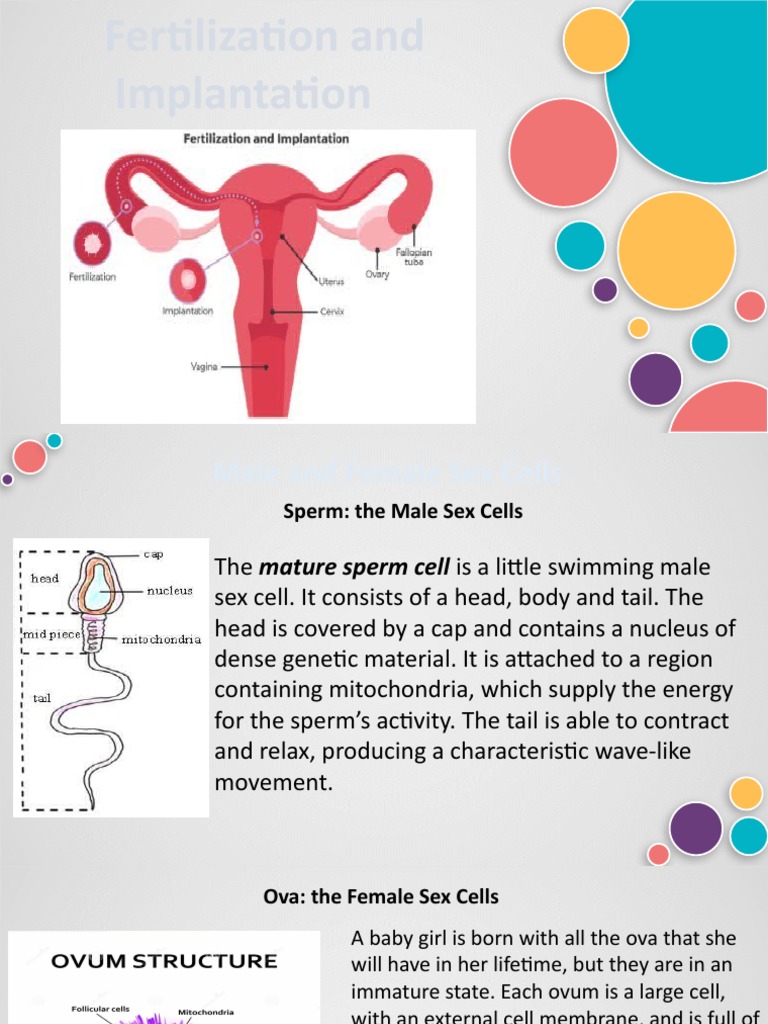 Fertilization and Implantation Process | PDF | Placenta | Fetus