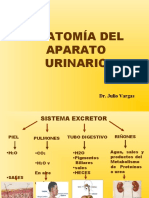 Anatomía Del Aparato Urinario: Dr. Julio Vargas