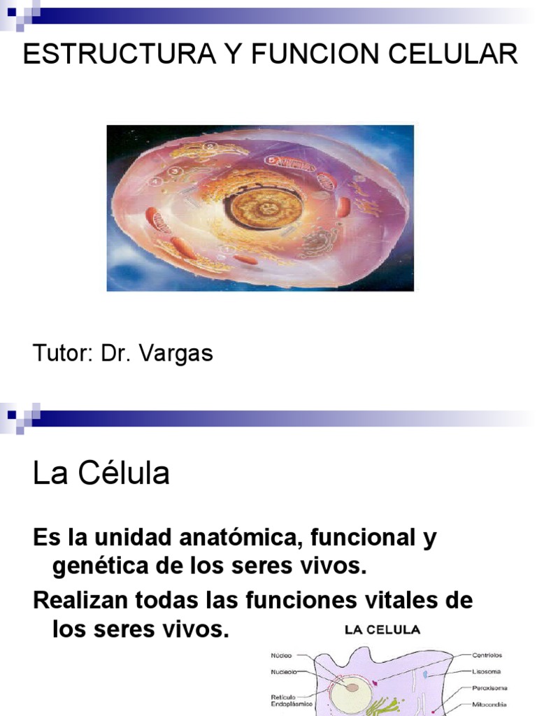Estructura y Función Celular | PDF | Biología Celular) | Citoplasma