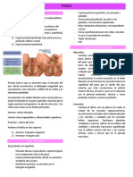 Planos Musculares: 1) Más Profundo, Correspondiente Al Piso Pélvico: Musculo Elevador Del Ano