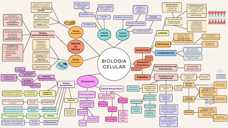 Mapa conceitual (3) (1) - Biologia Celular