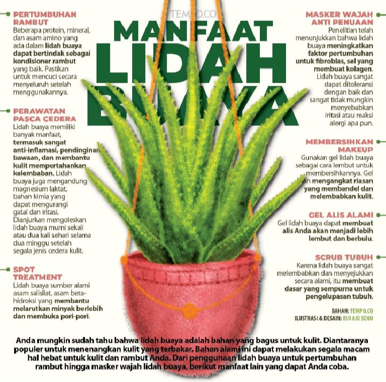 Tanaman Lidah Buaya | PDF