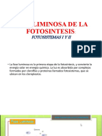 Fase Liminosa de La Fotosintesis