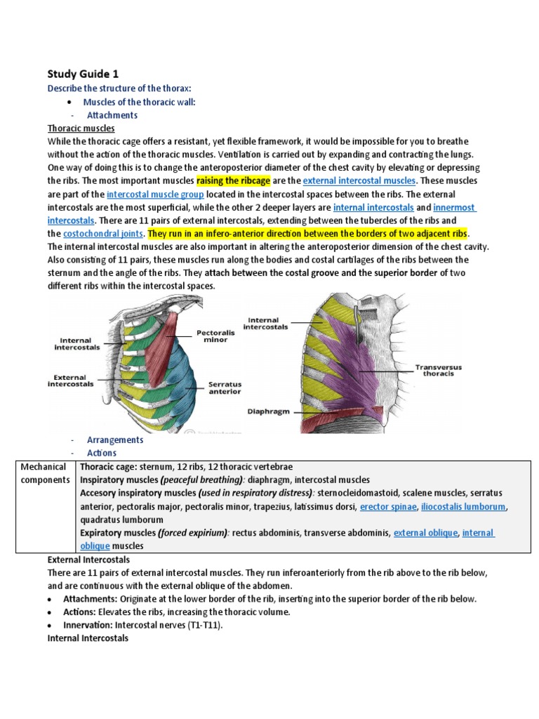 Study guide 1 describe the structure of the thorax muscles of the