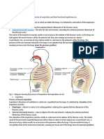 Study Guide 4: Diaphragm External Intercostal Muscles
