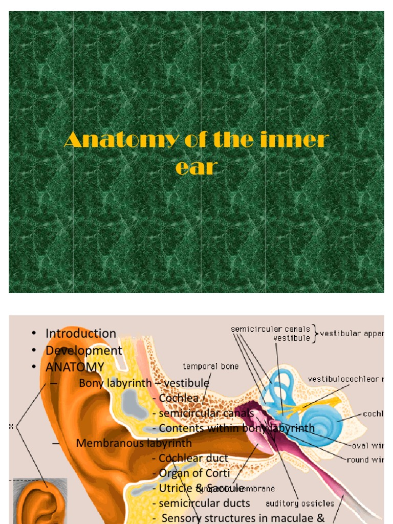 Inner Ear Anatomy Overview | PDF | Ear | Sensory Organs