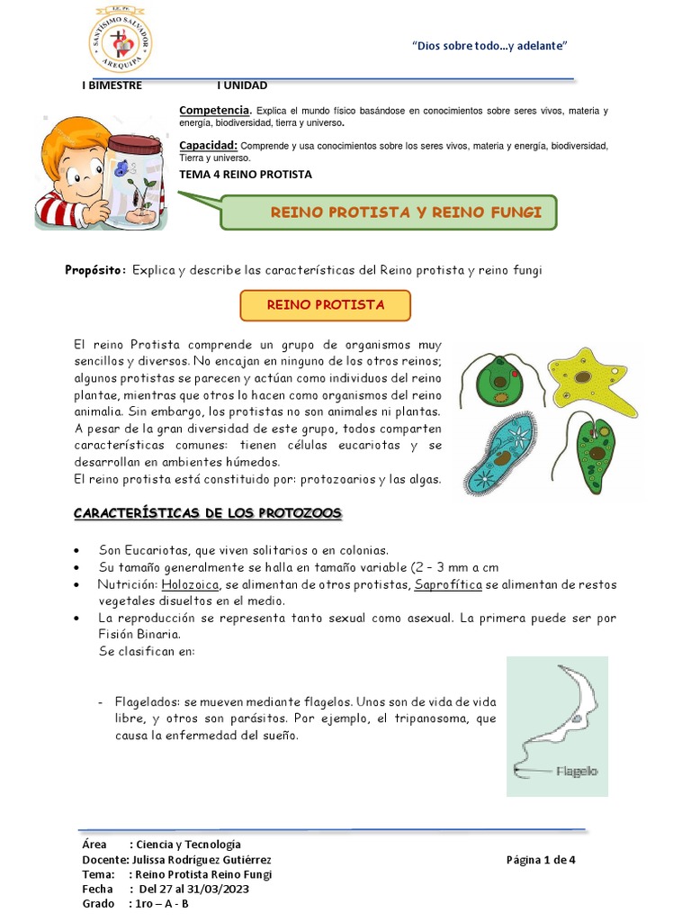 Sesion 4 Reino Protista y Reino Fungi | PDF | Hongo | Algas