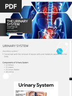 Chapter 12 - Urinary System