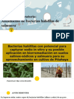 Bacterias Halofilas 2.0