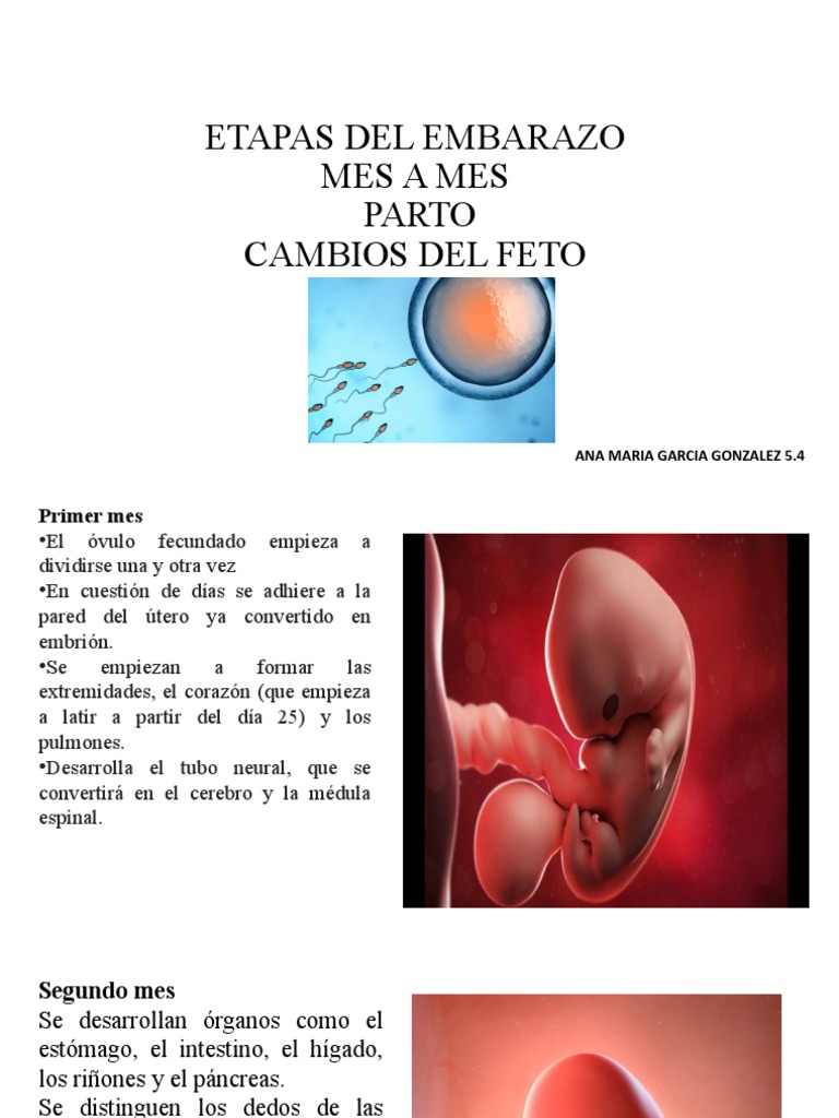 Etapas del Embarazo y Parto Mes a Mes | PDF | Parto | Feto