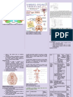 Funcionamiento del cerebro: Irrigación arterial y áreas de Brodmann