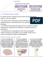 Partes Del Sistema Nervioso Central