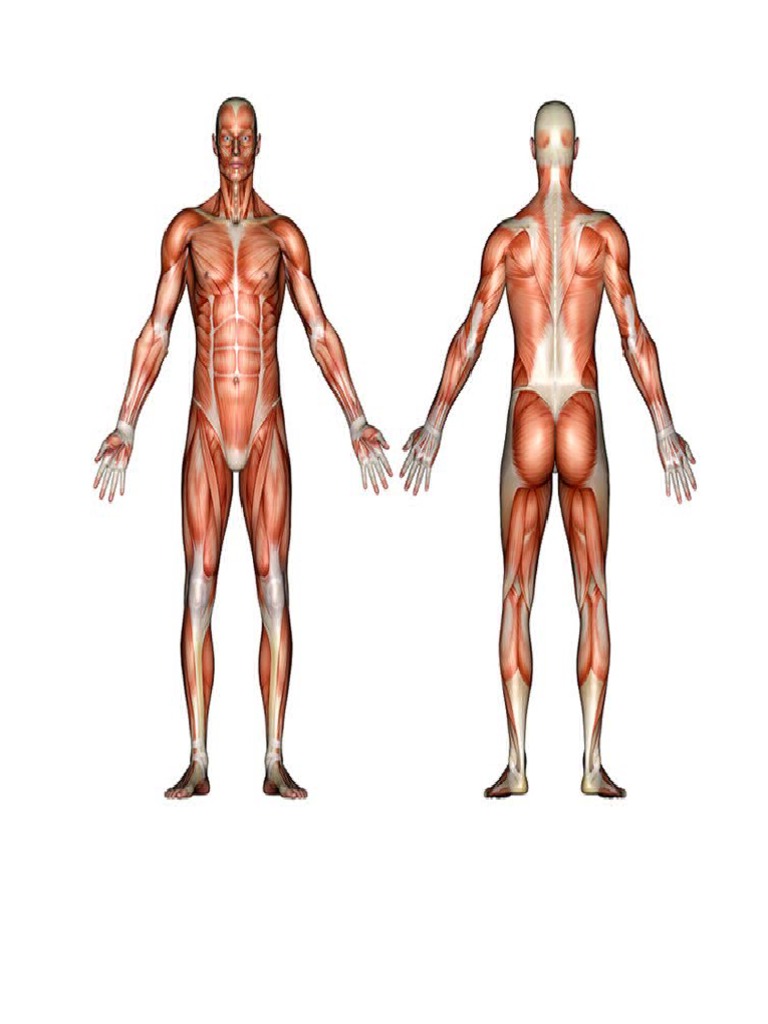 Muscular System (Not Labeled) - 1 | PDF