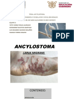 Ancylostoma y Onchocerca