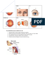 Cornea