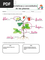 Características y Necesidades de Las Plantas: Raíz Tallo