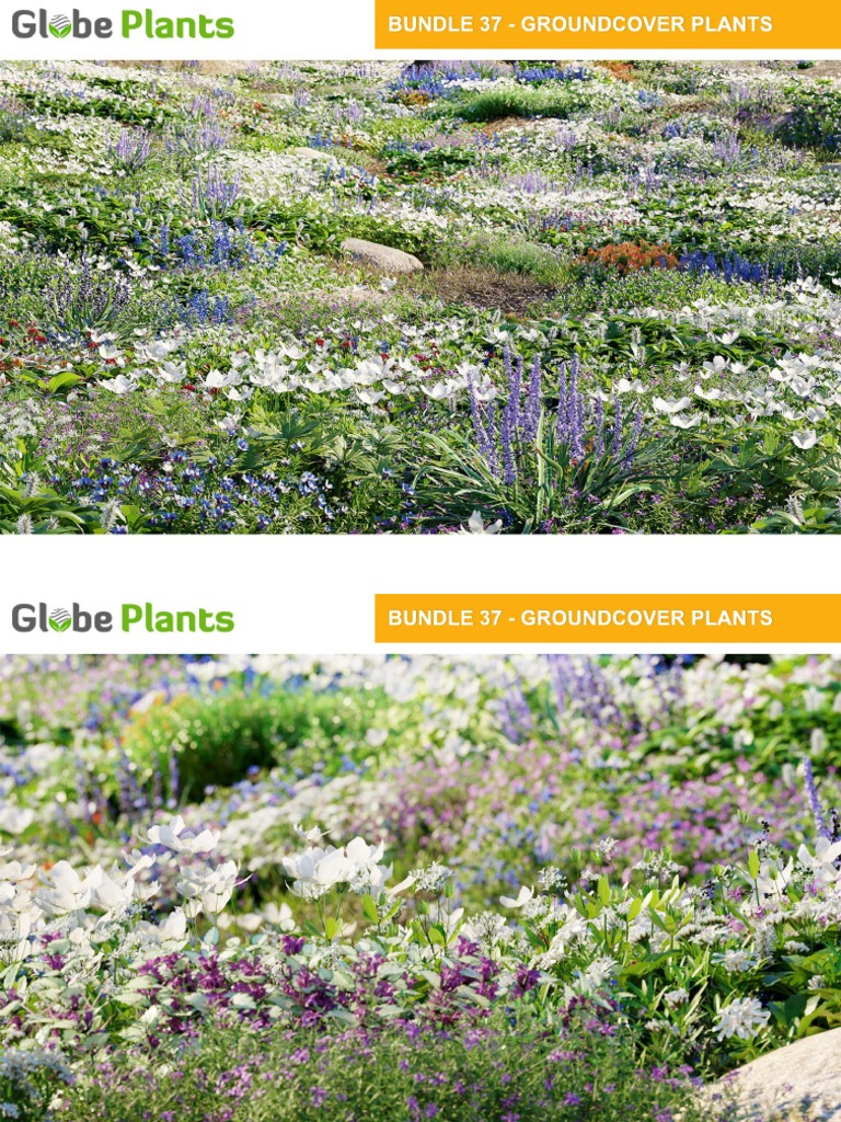 Bundle37 Groundcover Plants | PDF