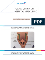 Aula 12 - Morfoanatomia Sistema Genital Masculino