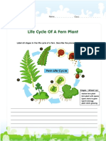 Fern Life Cycle