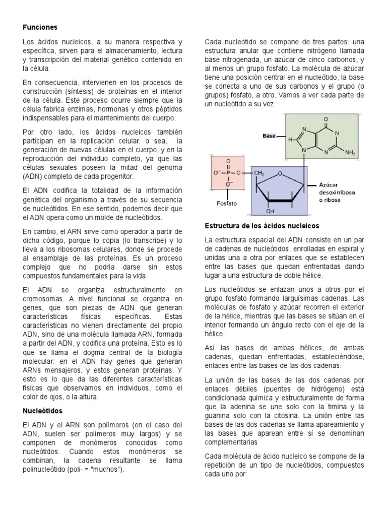 Estructura y funciones de ácidos nucleicos | PDF | Adn | Nucleótidos