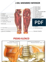 Miologia Miembro Inferior