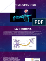 Sistema Nervioso: Mario Bustamante Bárcenas
