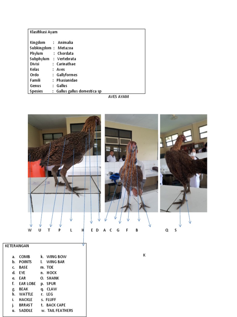 Image Result For Ayam Wikipedia Bahasa Indonesia Ensiklopedia Bebas