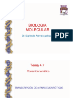 Transcripcion Eucariotes