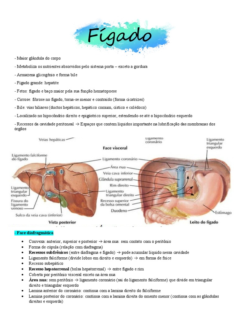 Fígado: - Face Diafragmática | PDF | Fígado | Pâncreas