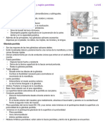 Glándulas Salivares y Región Parotídea