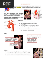 Estructura y Función del Cayado Aórtico | PDF | Aorta | Tórax (anatomía ...