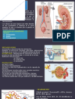 Interpretación de Pruebas Renales