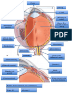 Anatomía del ojo humano en detalle