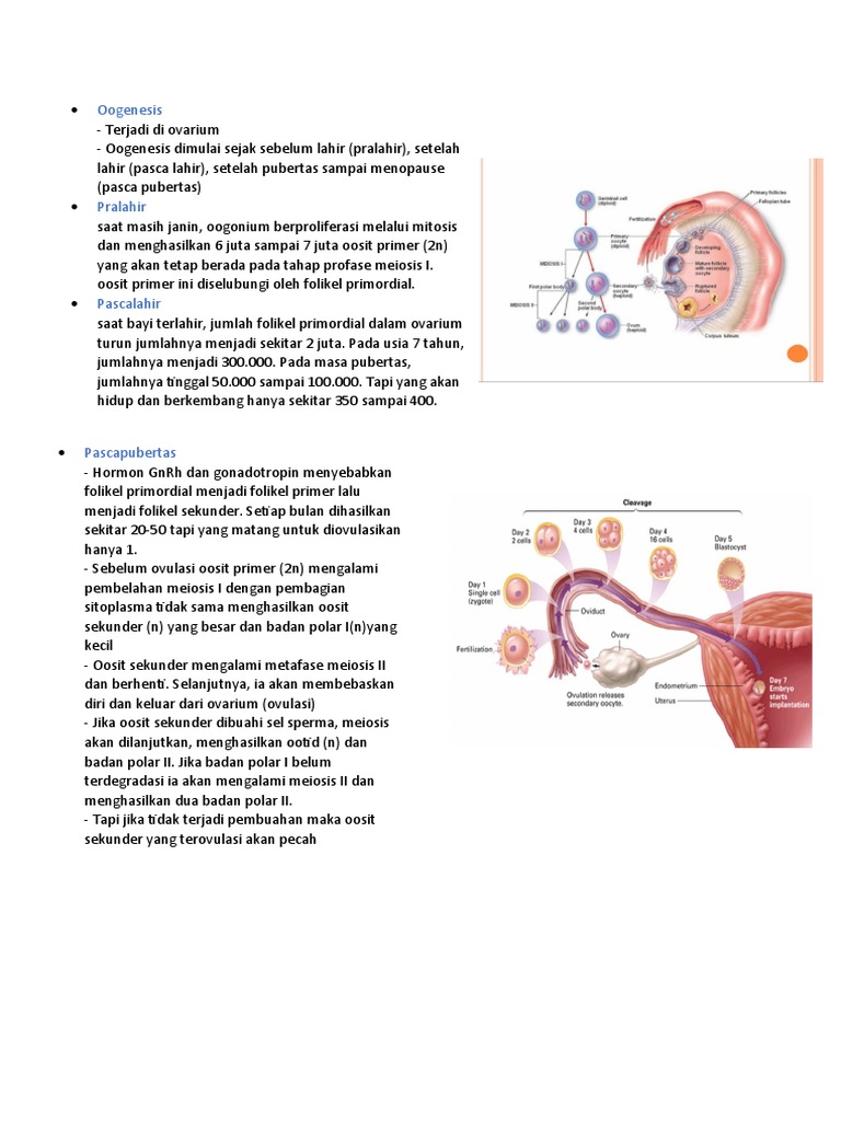 Proses Oogenesis dan Reproduksi Wanita | PDF