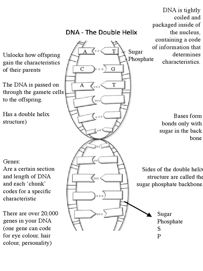 Dna The Double Helix Pdf : (PDF) Alternative model of DNA double helix ...