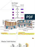 Các Bư C Nhu M Gram: Pe Pti DPL Yc An Teichoic Acid Lipoteichoic