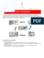 Anfibios: características, ciclo de vida y especies más comunes