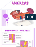 Anatomía y funciones del páncreas