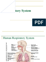 Respiratory System Explained