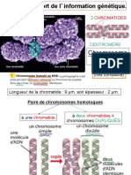 Aspect Des Chromosomes Et Cycle Cellulaire