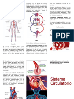 Sistema Circulatorio