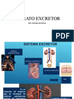 Aparato Excretor