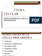 2.ESTRUCTURA CELULAR